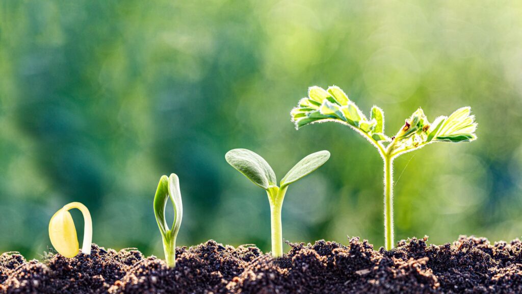 wwwstartupamplifiercom 4 - rawatflowline.com business growth specialist